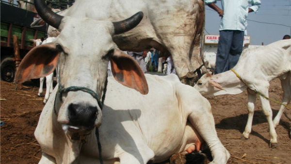 नकली सूरज बनाने वाले चाइना ने क्‍लोन से बनाई ये गाय 