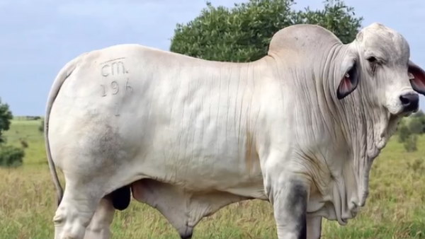 10 स्ट्रॉ खरीदीं