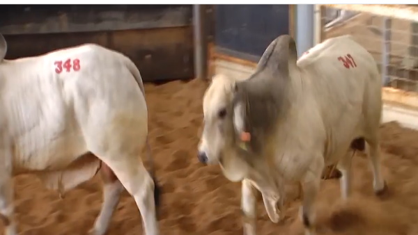 3.25 लाख डॉलर में बिका था सांड