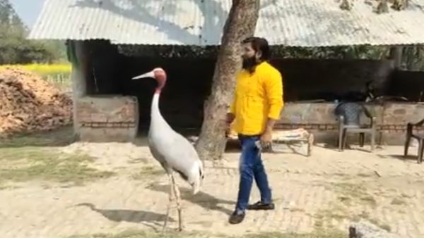 घायल सारस का किया था इलाज