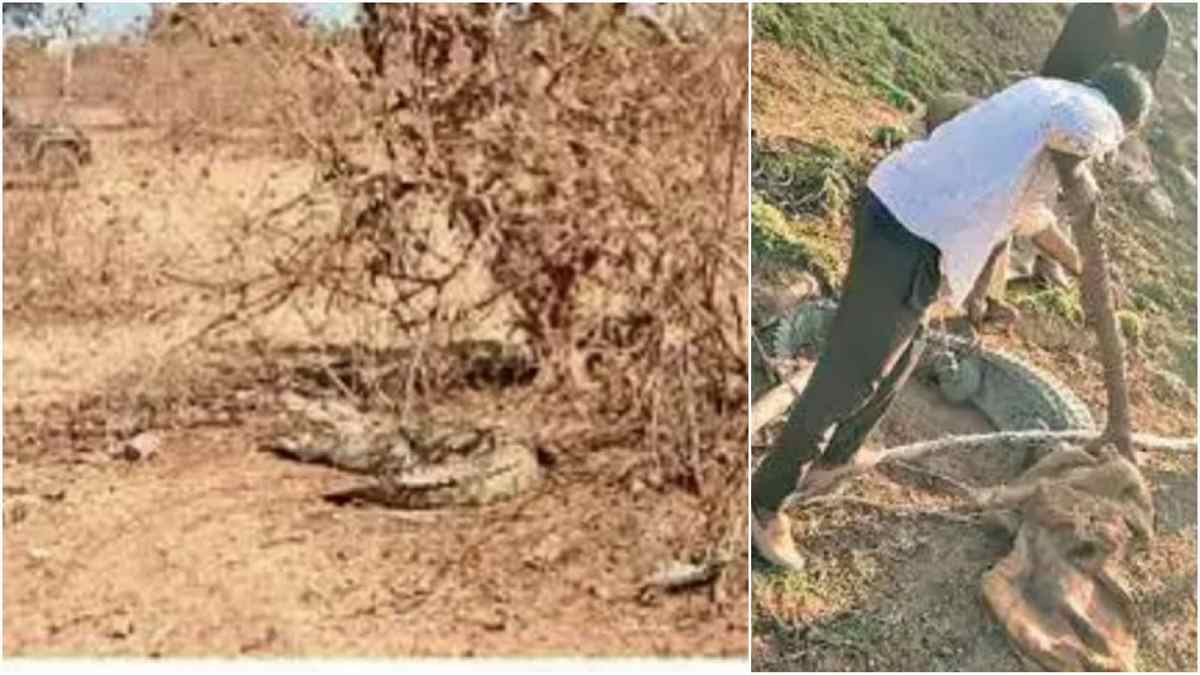 दमोह में एक साथ निकले दो मगरमच्छ, देखने वालों के उड़े होश