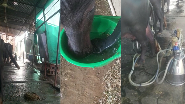 एसी में रहती हैं धनराज की भैंस एसी में रहती हैं धनराज की भैंस