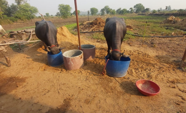 धनराज लववंशी की सरकारी नौकरी धनराज लववंशी की सरकारी नौकरी