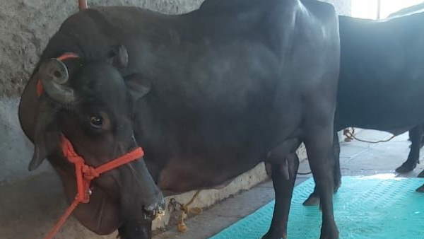 हरियाणा से लिया प्रशिक्षण हरियाणा से लिया प्रशिक्षण