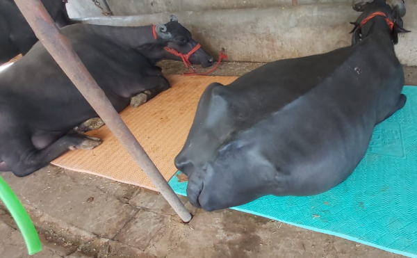 हर साल 18 लाख रुपए की कमाई हर साल 18 लाख रुपए की कमाई