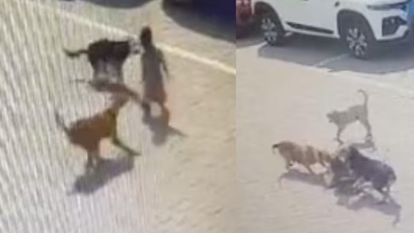 अपार्टमेंट के कंपाउंड में खेल रहा था बच्चा अपार्टमेंट के कंपाउंड में खेल रहा था बच्चा