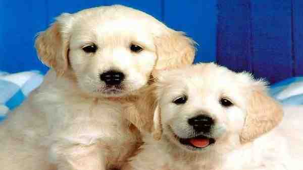 पेशा स्टूडेंट और जाति बढ़ई बताई