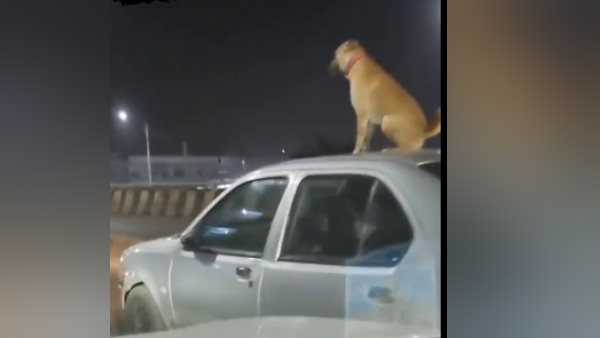 ये वायरल वीडियो बेंगलुरु का है ये वायरल वीडियो बेंगलुरु का है