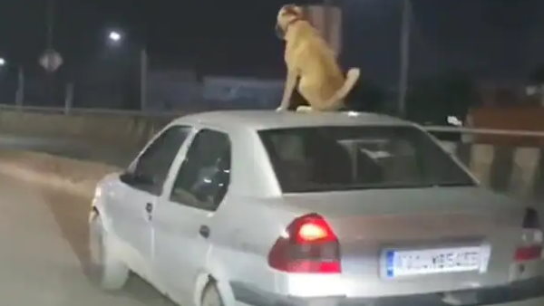 यूजर बोले - ट्रैफिक के लिए खतरा पैदा कर रहा है यूजर बोले - ट्रैफिक के लिए खतरा पैदा कर रहा है