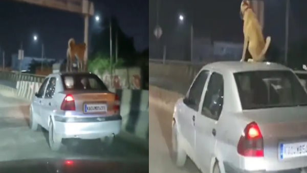 क्या वह अपने बेटे या बेटी के साथ ऐसा करने की हिम्मत करेगा? क्या वह अपने बेटे या बेटी के साथ ऐसा करने की हिम्मत करेगा?