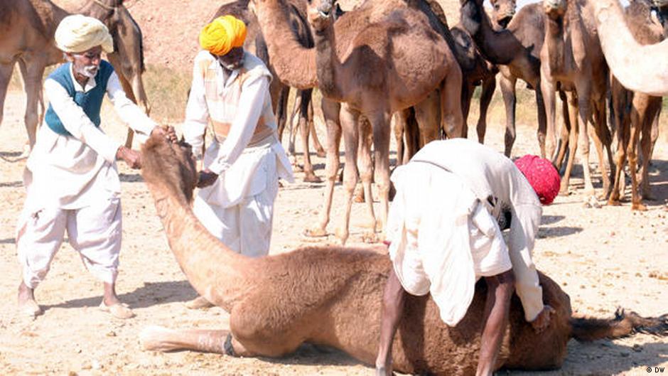 राजस्थान के ऊंट पालक राजस्थान के ऊंट पालक