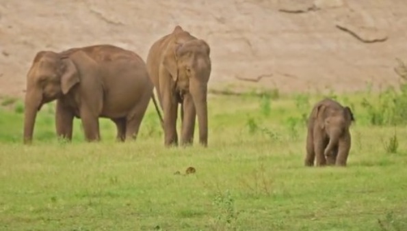 'क्यूटनेस ओवरलोड'