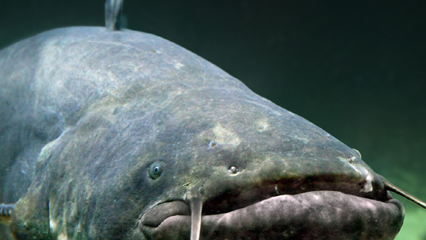 नाव के सहारे किनारे पर ले जाई गई मछली