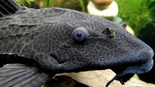 विशालकाय दुर्लभ मछली को लेकर चर्चाएं तेज़