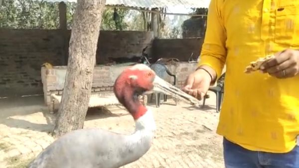 कुछ देर जंगल में जाने के बाद आ जाता है वापस