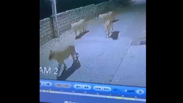 गिर के शेरों ने फैलाई दहशत