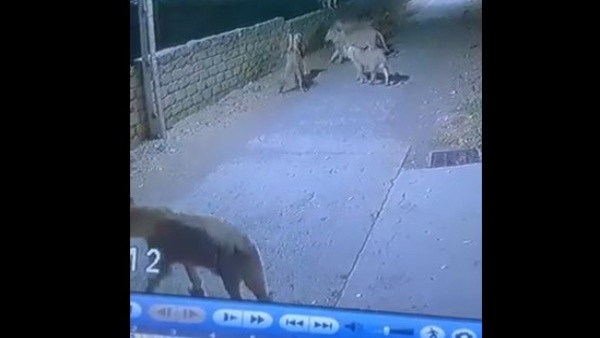CCTV में कैद हुआ शेरों का झुंड