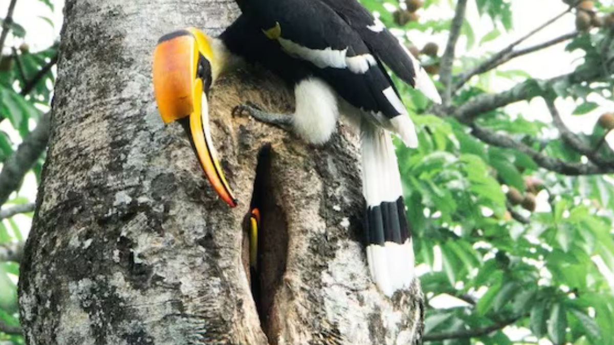 Hornbills Hornbills