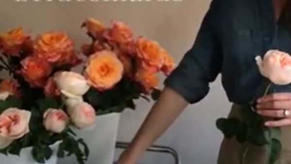 बेहत कीमती है जूलियट रोज बेहत कीमती है जूलियट रोज