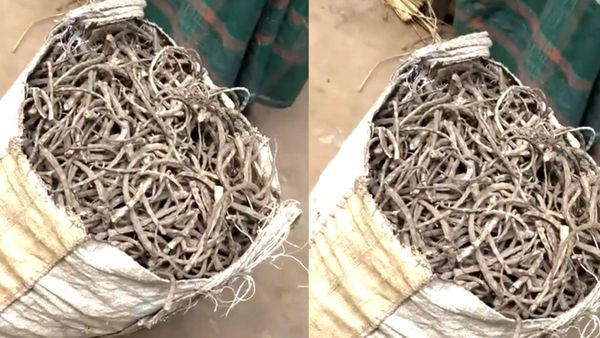 इकट्ठा की 7 हजार पूंछ