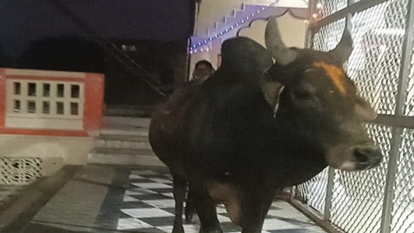 कुंडेश्वर को चढ़ रही थी हल्दी, सीढ़ियां चढ़कर पहुंच गए नंदी