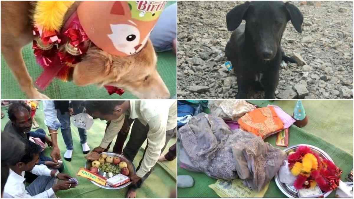 कुत्ते-कुतिया की प्रेम कहानी कुत्ते-कुतिया की प्रेम कहानी