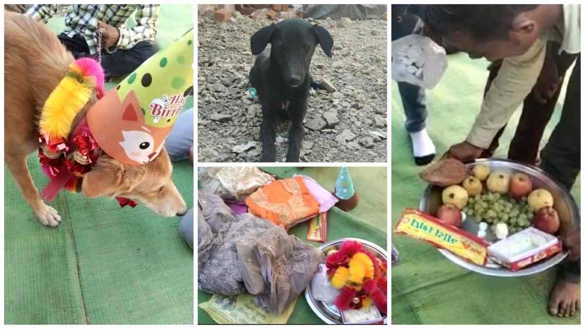 MP: कुत्ते ने प्यार के लिए घर छोड़ा तो मालिक ने शादी तय कर MP: कुत्ते ने प्यार के लिए घर छोड़ा तो मालिक ने शादी तय कर