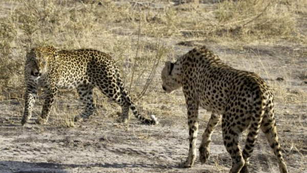 10 फीट से ऊंची छलांग