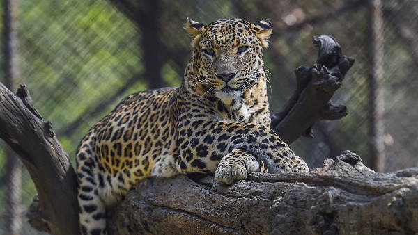 पेड़ पर चढ़कर बचाते हैं जान