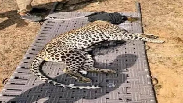 रेस्क्यू: किसान पर हमला कर पहाड़ की गुफा में छिपा था तेंदुआ रेस्क्यू: किसान पर हमला कर पहाड़ की गुफा में छिपा था तेंदुआ