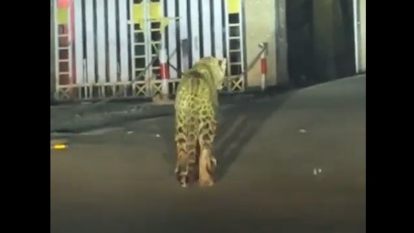 जंगली जानवरों का बढ़ रहा मूवमेंट