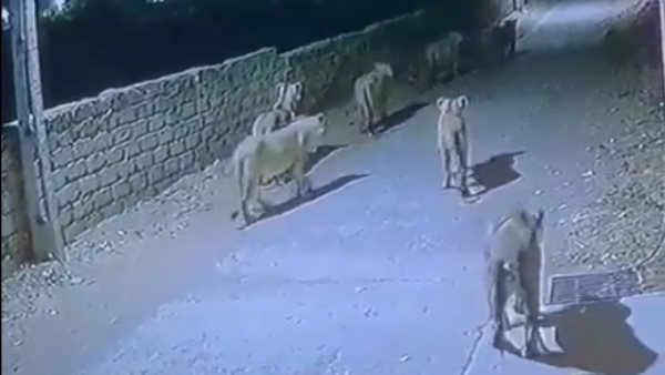 शेरों का झुंड सड़क पर घूमता आया नजर 