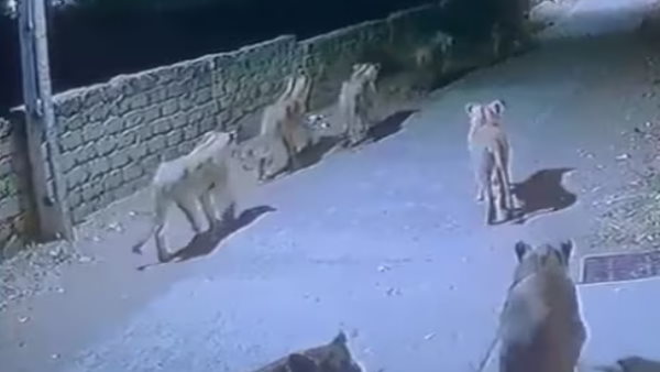 7 शेर टहलते हुए आए नजर और....