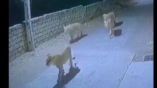 शेर को देखकर लोग इस बात के लिए हुए चिंतित 