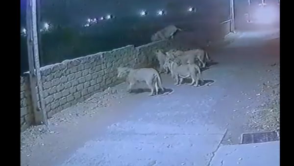 यूजर्स सवाल कर रहे कि क्‍या शेरों की संख्‍या इतनी बढ़ गई क्‍या ?