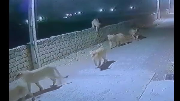 हमारी गलती है, वे ऐसे ही घूमेंगे 