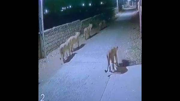  गुजरात के अमरेली की डरा देंगी ये तस्वीर!
