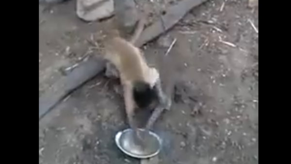 आईपीएस अधिकारी ने श्‍ेयर किया ये वीडियो 