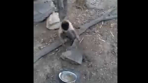 बंदर प्रोफेशनल की तरह चाकू में धार लगाई 