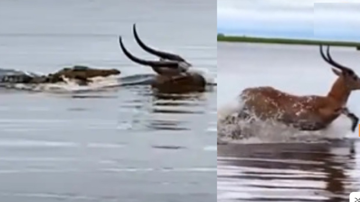 ऐसे किया पीछा