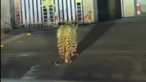 यूजर बोला-क्या पता शिकार की तलाश में..