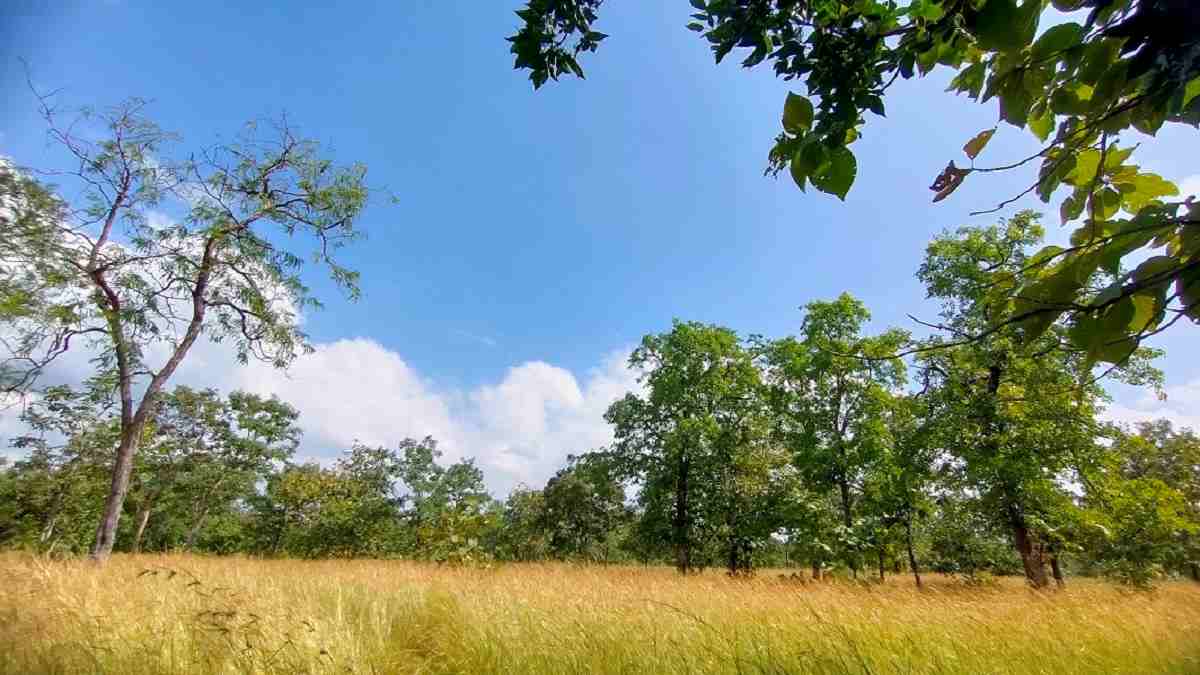 नौरादेही में गर्मी के पहले ही आग की घटनाएं, कैंप लगाएंगे