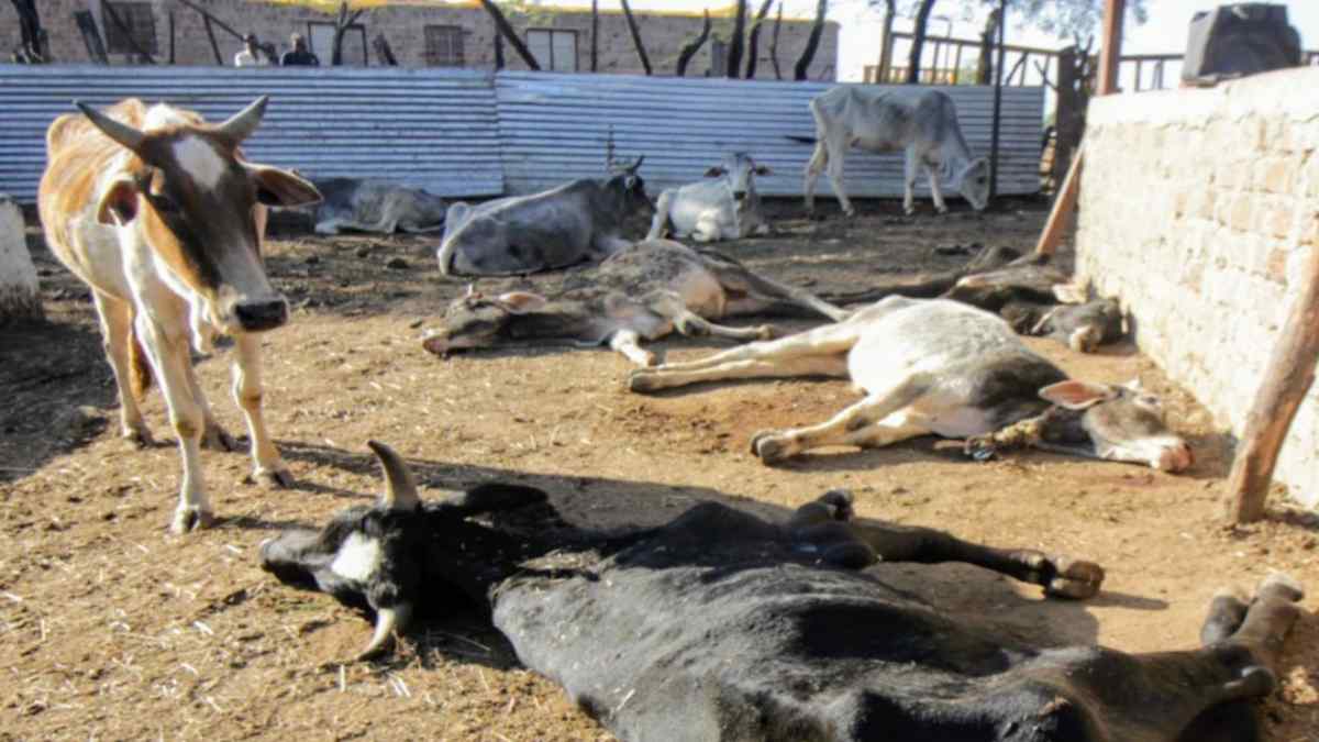 condition of cows are poor in government Gaushala reality of Cowshed