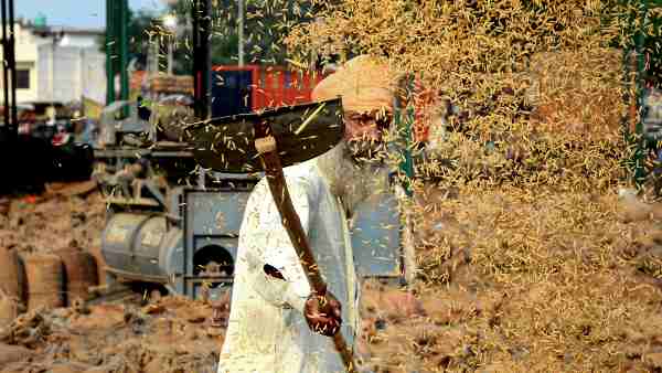 चावल और मोटे अनाज के उत्पादन में भी बल्ले-बल्ले चावल और मोटे अनाज के उत्पादन में भी बल्ले-बल्ले