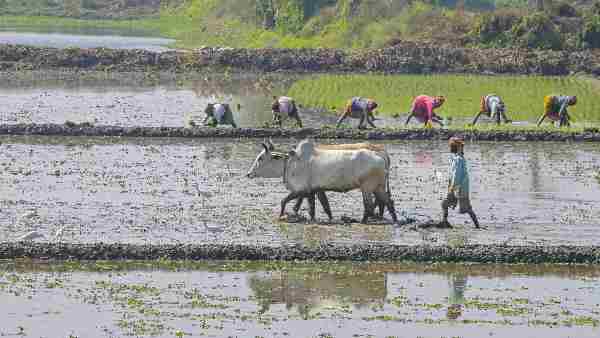 pm-kisan-pm-modi-will-release-the-13th-installment-of-more-than-rs-16-800-crore-on-monday
