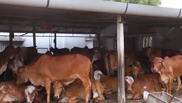 रोजाना 20 से 30 लीटर दूध देती हैं गिर गाय रोजाना 20 से 30 लीटर दूध देती हैं गिर गाय