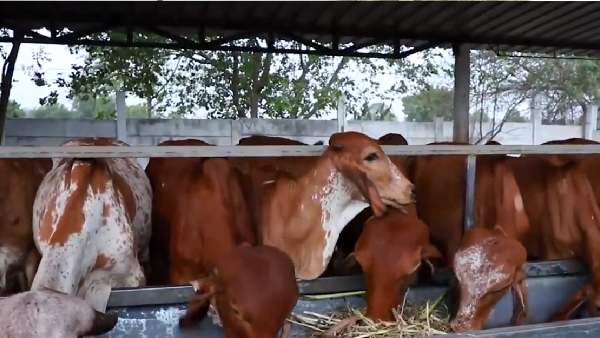 कैसे हो रही है गिर गायों की सरोगेसी ? कैसे हो रही है गिर गायों की सरोगेसी ?