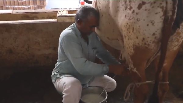 किन गायों को बनाया जा रहा है सरोगेट मदर ? किन गायों को बनाया जा रहा है सरोगेट मदर ?