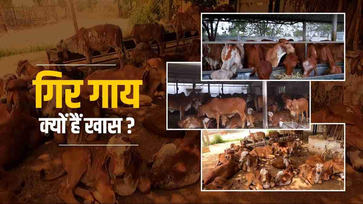 why-is-gir-cow-special-preparations-are-on-to-make-them-surrogate-mother-in-gujarat why-is-gir-cow-special-preparations-are-on-to-make-them-surrogate-mother-in-gujarat