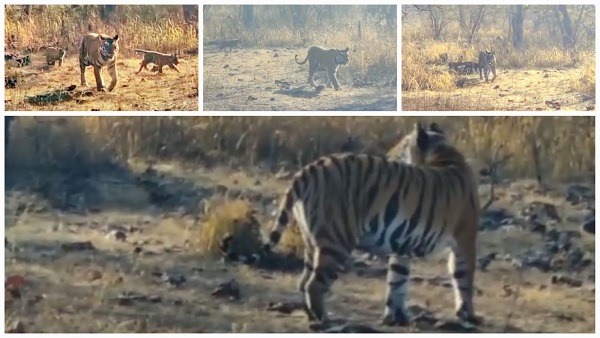 बाघिन टी-1 की बेटी बाघिन पी-151 चार शावकों संग नजर आई बाघिन टी-1 की बेटी बाघिन पी-151 चार शावकों संग नजर आई